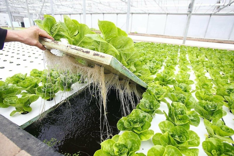 Что такое гидропоника или как выращивать дома овощи и фрукты без земли и грядок - фото 2