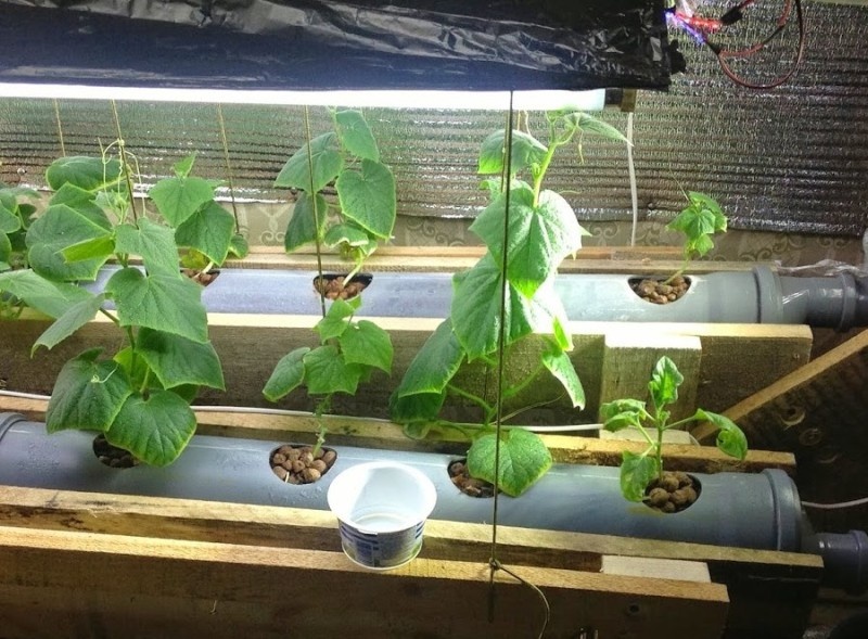 Что такое гидропоника или как выращивать дома овощи и фрукты без земли и грядок - фото 4