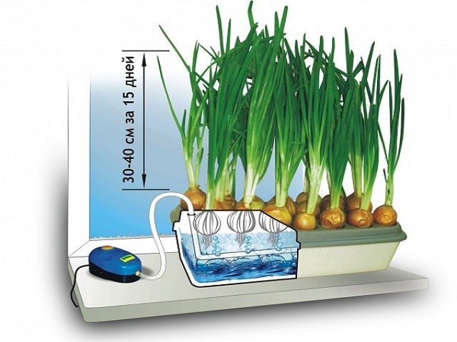 Какие растения подойдут для выращивания в гидропонике на открытом воздухе
