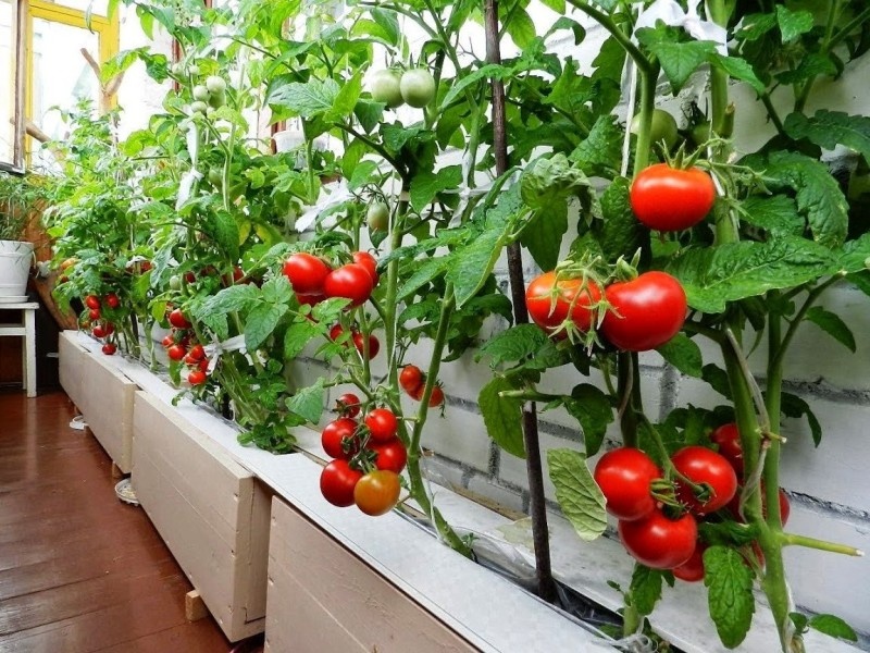 Что такое гидропоника или как выращивать дома овощи и фрукты без земли и грядок - фото 7