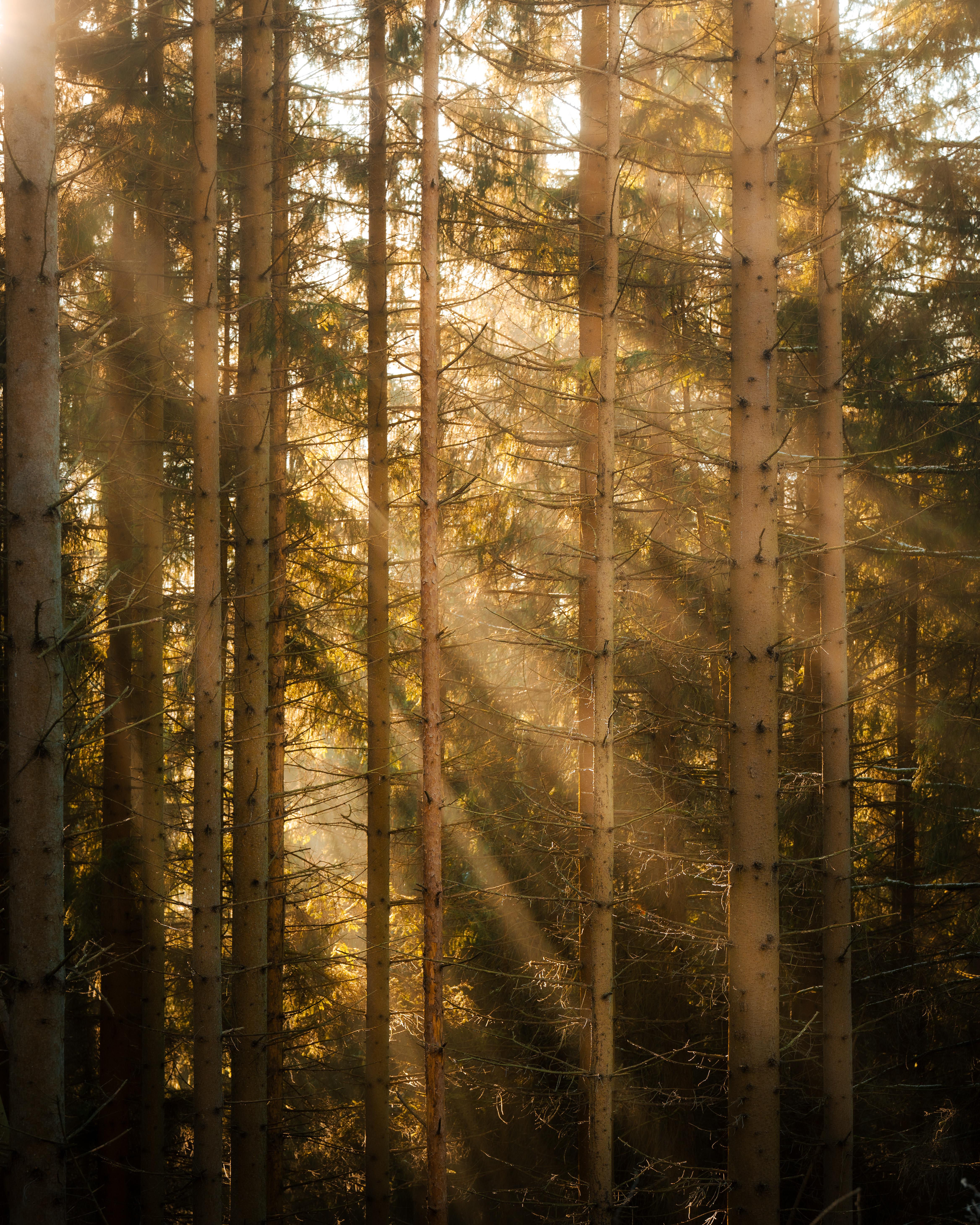 Еловый лес утром - 2