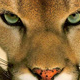 GoldenPuma
