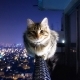 ДонатЯнович