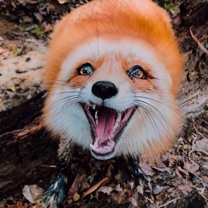 Lapka13