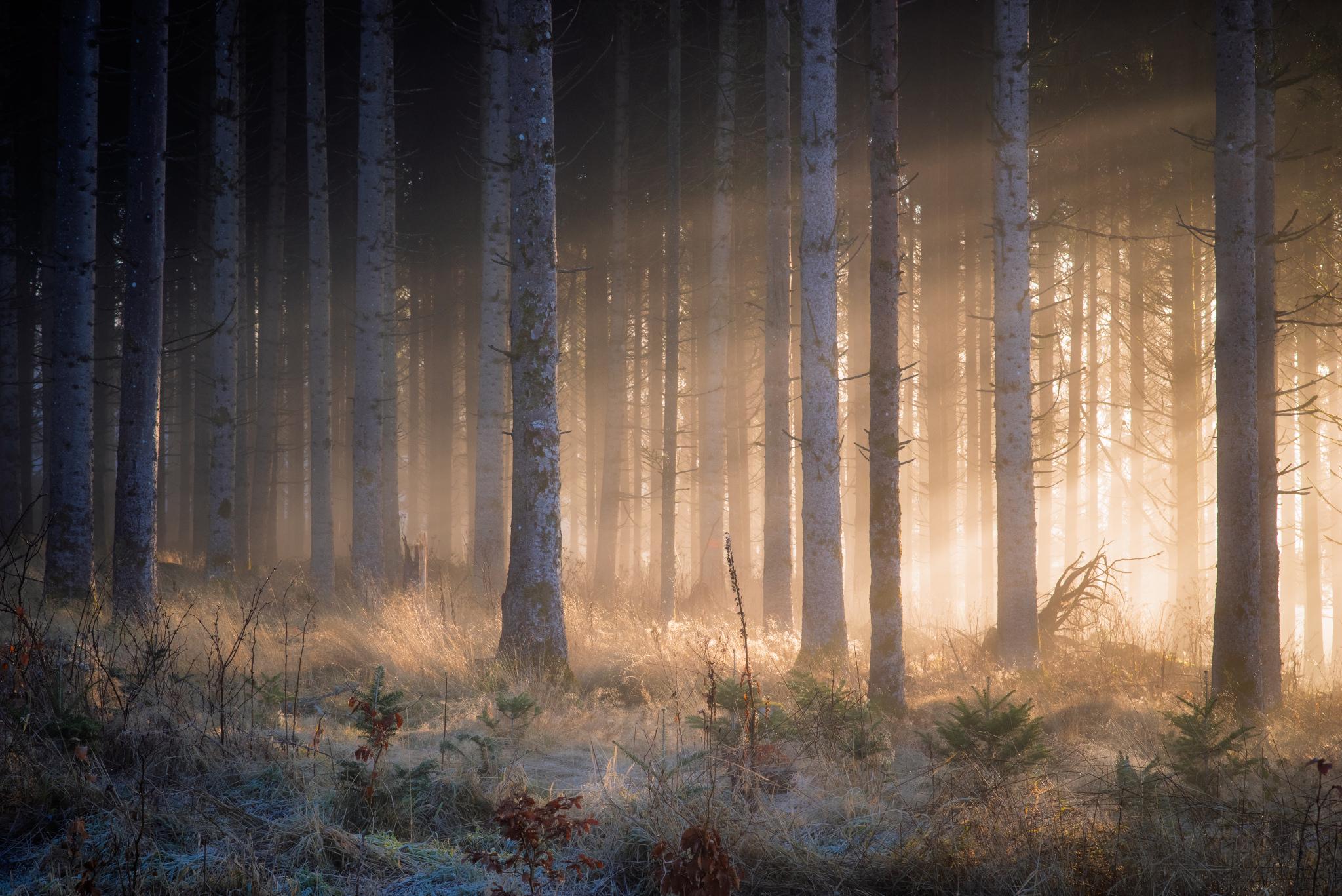 Еловый лес на восходе солнца